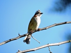 Zonotrichia capensis