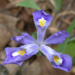 Iris cristata