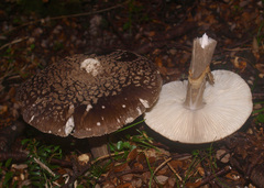 Amanita nothofagi