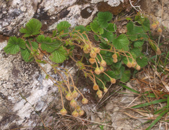 Geum cockaynei