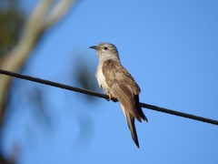 Cacomantis variolosus