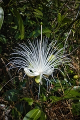 Capparis moonii