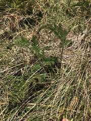 Chaerophyllum eriopodum