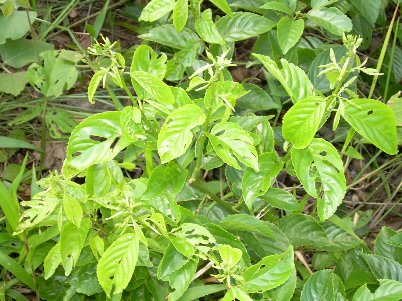 Gouania polygama (Gouania polygama)