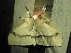 Lymantria xylina