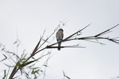 Accipiter virgatus fuscipectus