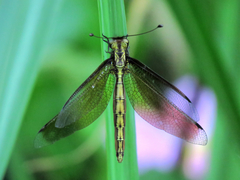 Acheron longus