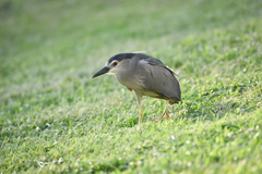 Nycticorax nycticorax