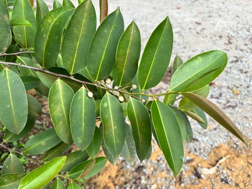 Image of Tiup-Tiup (Adinandra dumosa) by (c) scallions, some rights reserved (CC BY)