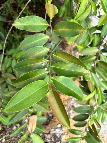 Image of Adinandra dumosa by (c) scallions, some rights reserved (CC BY)