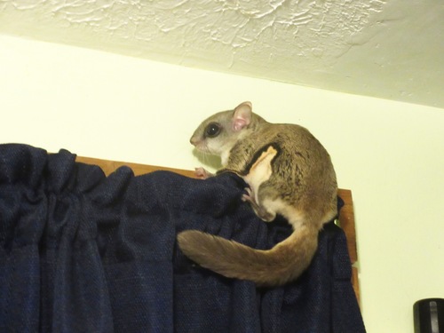 Southern Flying Squirrel photographed in Kentucky