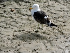 Larus dominicanus dominicanus