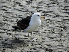 Larus dominicanus dominicanus
