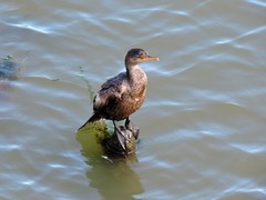 Nannopterum brasilianum
