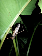 Acanthodiphrus conspersus