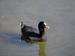 Fulica armillata