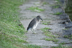 Nycticorax nycticorax