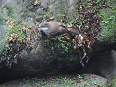 Cinclodes nigrofumosus