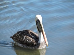 Pelecanus thagus
