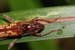 Coptocercus biguttatus