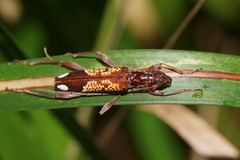 Coptocercus biguttatus