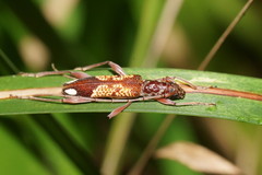 Coptocercus biguttatus