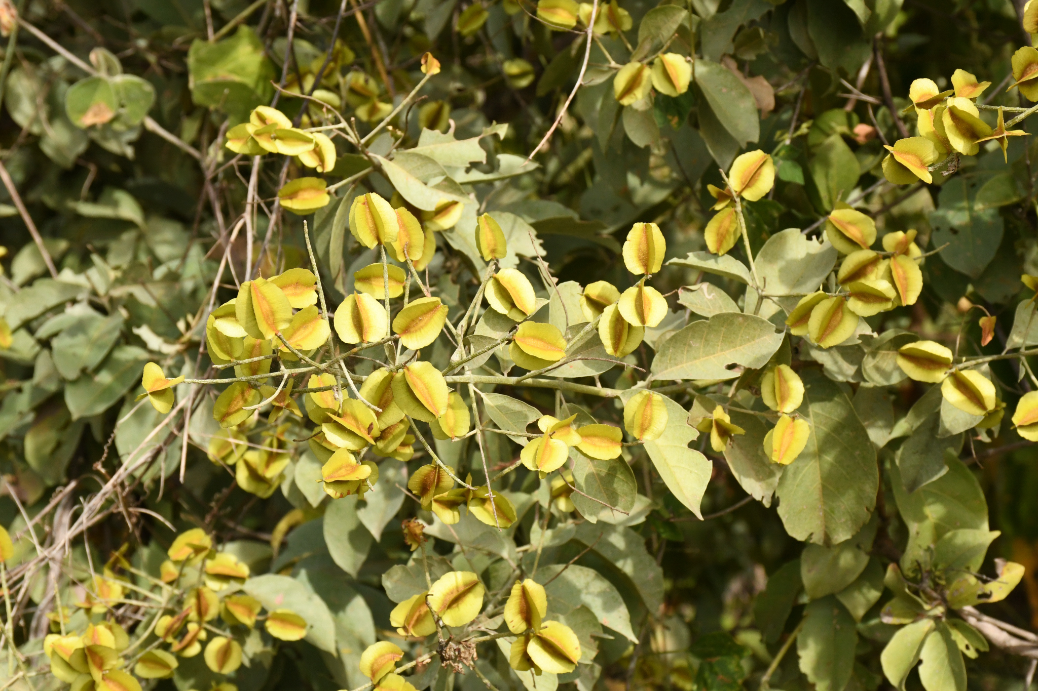 Combretum leprosum