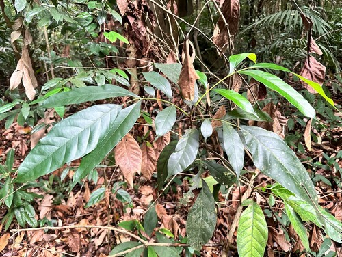 Artocarpus lanceifolius observed 2023-07-23
