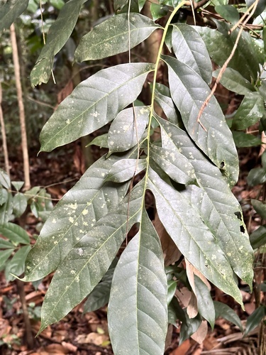 Image of Artocarpus Lanceifolius (Artocarpus lanceifolius) by (c) scallions, some rights reserved (CC BY)