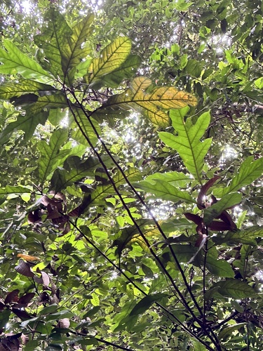Image of Artocarpus Lanceifolius (Artocarpus lanceifolius) by (c) scallions, some rights reserved (CC BY)