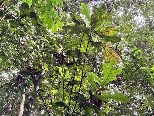 Image of Artocarpus Lanceifolius (Artocarpus lanceifolius) by (c) scallions, some rights reserved (CC BY)