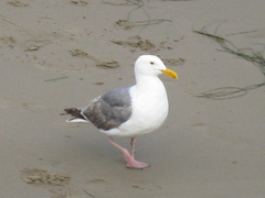 Larus occidentalis