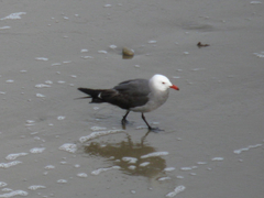 Larus heermanni
