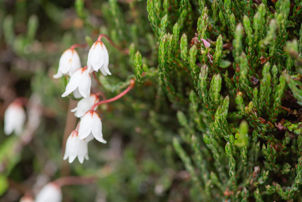 Cassiope selaginoides; photograph (c) Morten Ross, some rights reserved (CC BY)