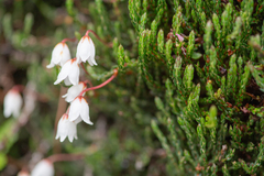 Cassiope selaginoides