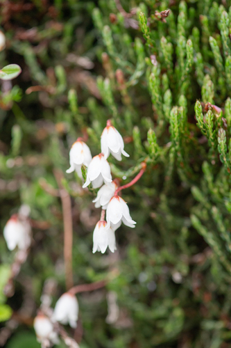 Cassiope selaginoides, photograph 1