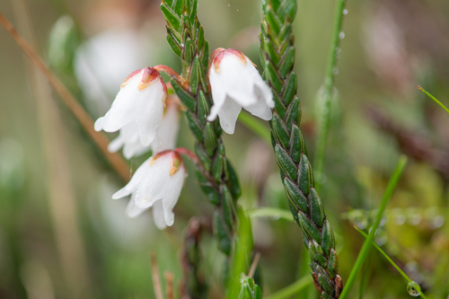 Himalayan heather (Cassiope fastigiata)