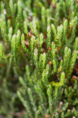(c) Morten Ross, some rights reserved (CC BY) Cassiope selaginoides, photograph (c) Morten Ross, some rights reserved (CC BY)
