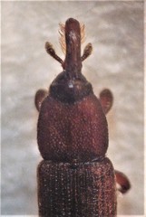 Pogonorhinus opacus