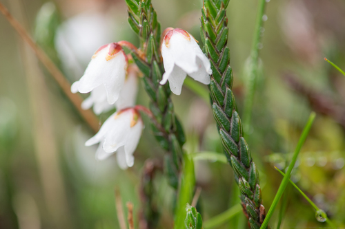Cassiope fastigiata, photograph 1