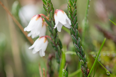 Cassiope fastigiata, photograph (c) Morten Ross, some rights reserved (CC BY)