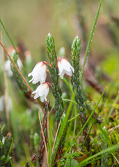 Cassiope fastigiata, photograph (c) Morten Ross, some rights reserved (CC BY)