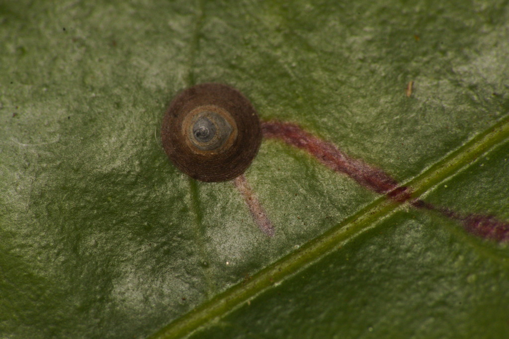 Mycetaspis sphaerioides
