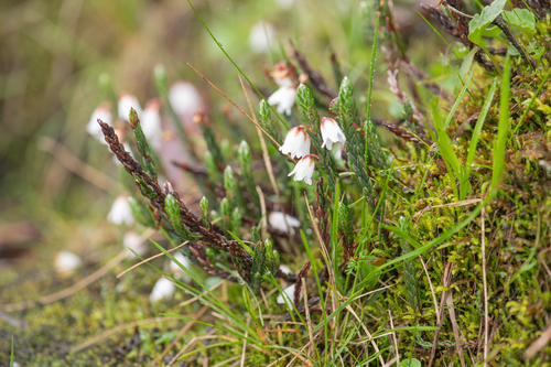 Cassiope fastigiata, photograph 3