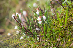 Cassiope fastigiata, photograph (c) Morten Ross, some rights reserved (CC BY)
