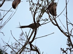 Leptasthenura aegithaloides