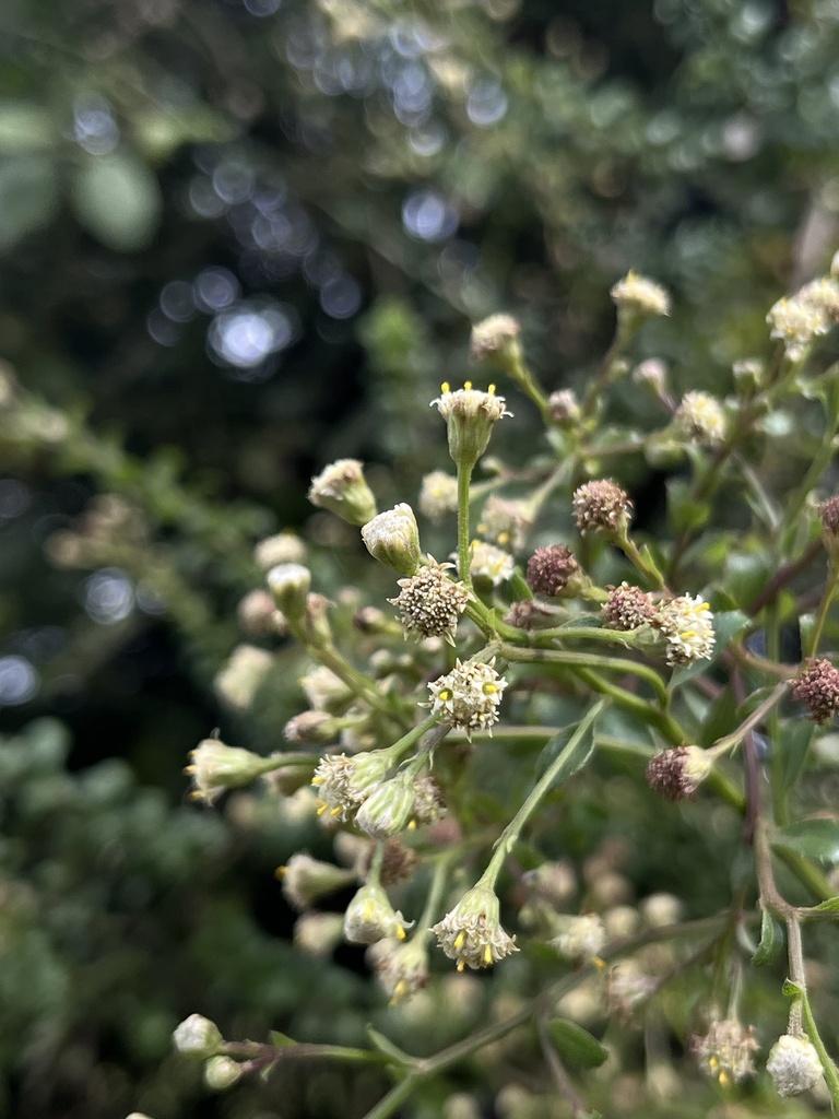 Baccharis bogotensis; photograph (c) Nicolás Baresch Uribe, some rights reserved (CC BY)