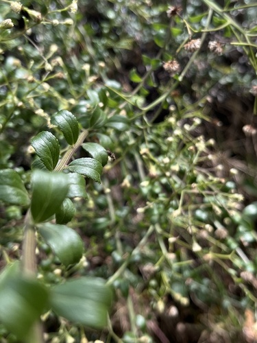 Baccharis bogotensis, photograph 1