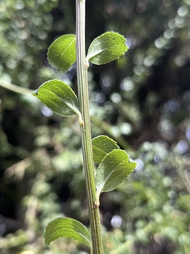 Baccharis bogotensis, photograph 2