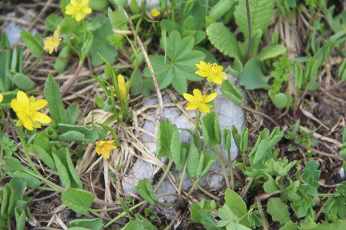Ranunculus helenae